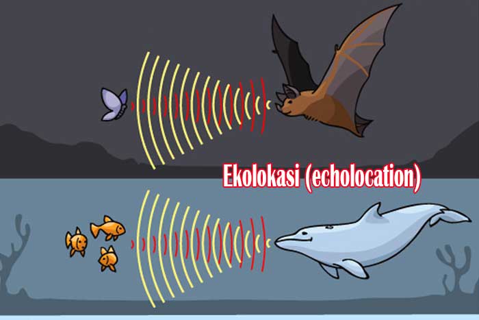Pengertian Ekolokasi