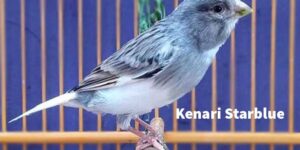 Kenari Starblue