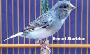 Kenari Starblue